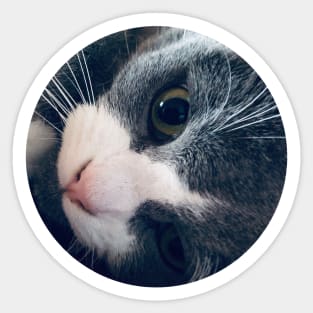 Playful Cat / Pictures of My Life Sticker